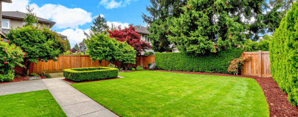 Green lawn project