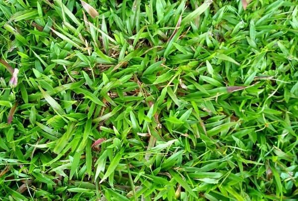Buffalo grass