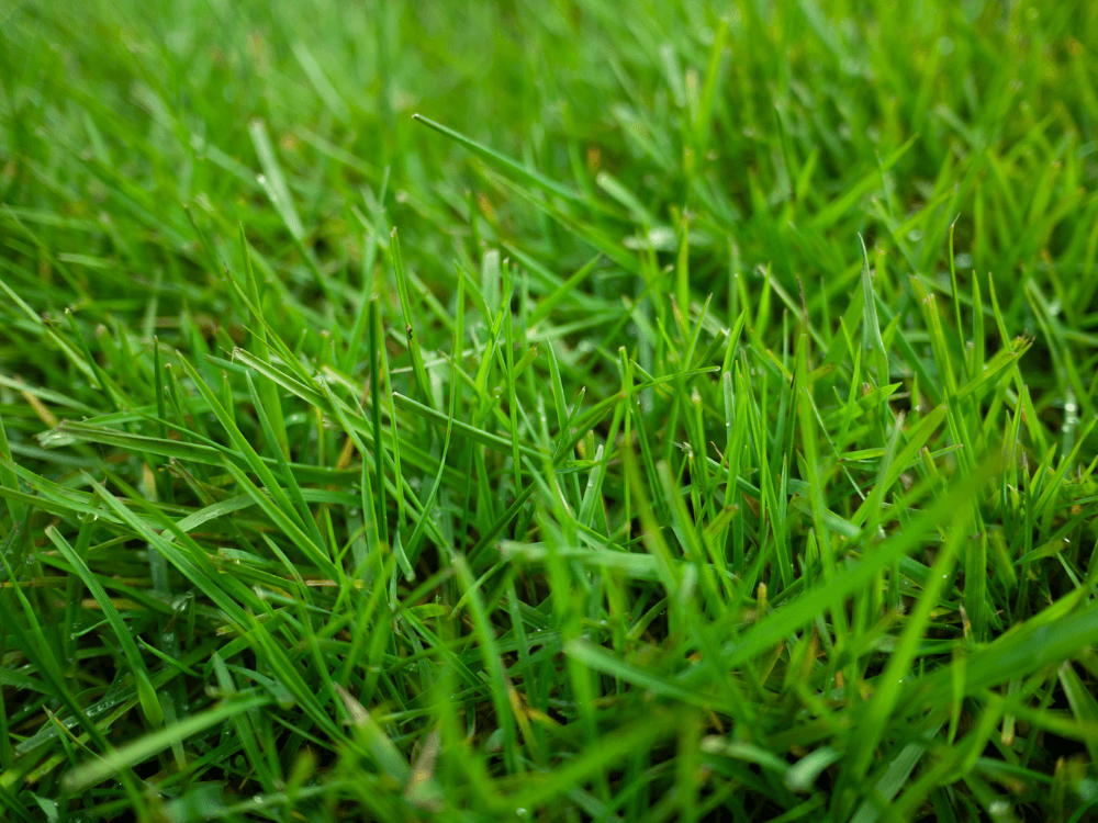 Cynodon grass