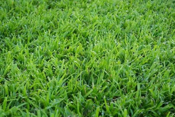 LM Berea grass
